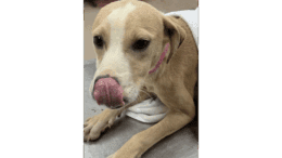 A labrador retriever lying on a metal table with a cloth on