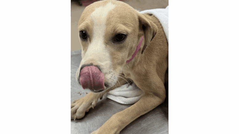 A labrador retriever lying on a metal table with a cloth on