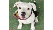 A brindle/white American pit bull terrier with a colorful scarf, looking at the camera