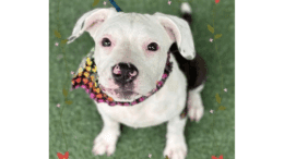 A brindle/white American pit bull terrier with a colorful scarf, looking at the camera
