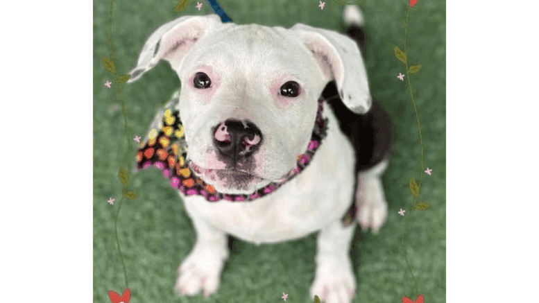 A brindle/white American pit bull terrier with a colorful scarf, looking at the camera