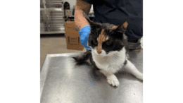 A tortoiseshell cat laying down on a table with someone behind