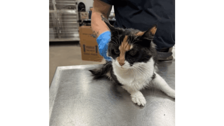 A tortoiseshell cat laying down on a table with someone behind