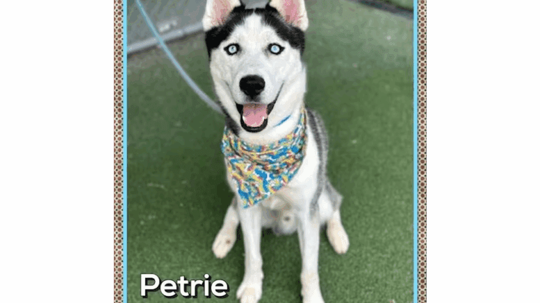 A black/white Siberian husky sitting and looking happy