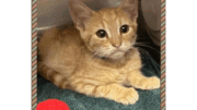 An orange tabby/white kitten sitting inside a cage