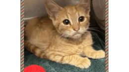 An orange tabby/white kitten sitting inside a cage