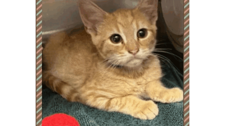 An orange tabby/white kitten sitting inside a cage