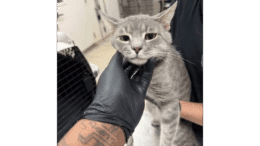 A grey/tabby cat held by someone behind and being pet by someone upfront