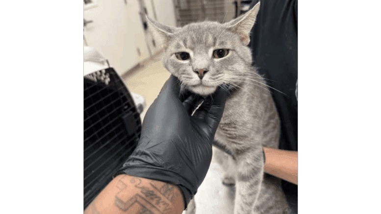 A grey/tabby cat held by someone behind and being pet by someone upfront