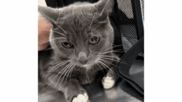 A grey/white cat sitting on a table with someone's hand behind