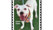 A white American pit bull terrier looking happy