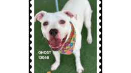 A white American pit bull terrier looking happy