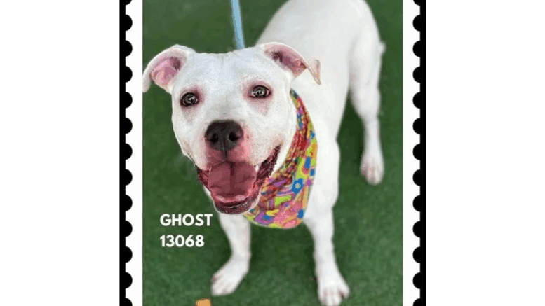 A white American pit bull terrier looking happy