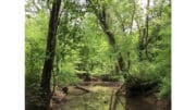 A trail in the Chattahoochee National Recreation Center