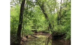 A trail in the Chattahoochee National Recreation Center