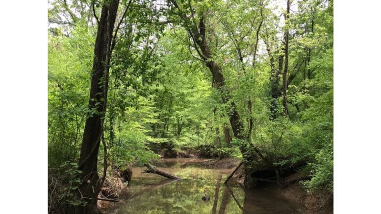 A trail in the Chattahoochee National Recreation Center