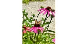 Butterfly on purple coneflower