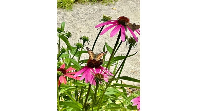 Butterfly on purple coneflower