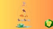 A diagram showing various animals in a wetland habitat