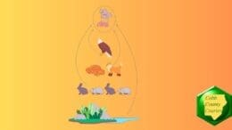 A diagram showing various animals in a wetland habitat