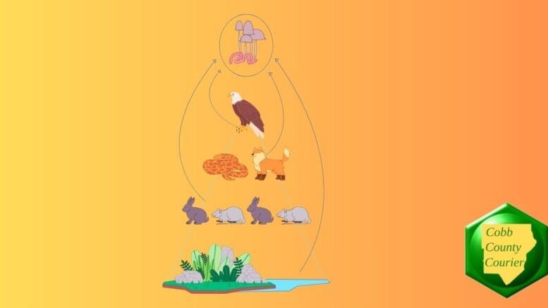 A diagram showing various animals in a wetland habitat