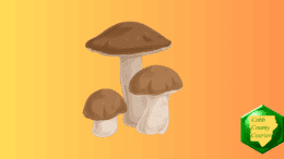 Drawing of three mushrooms