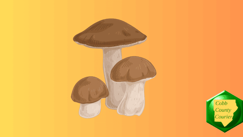 Drawing of three mushrooms