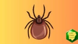 Drawing of a tick