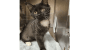 A black/white kitten sitting inside a cage