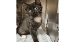 A black/white kitten sitting inside a cage