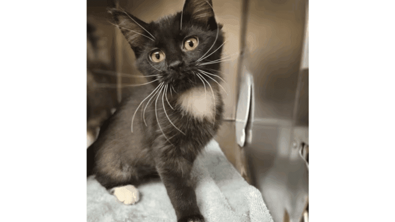 A black/white kitten sitting inside a cage
