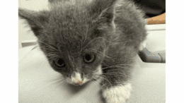 A grey/white kitten walking on a table