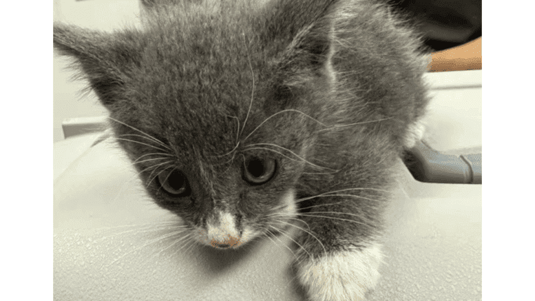 A grey/white kitten walking on a table