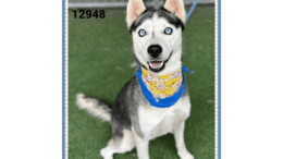 A black/white Siberian husky with a blue/yellow scarf, looking happy