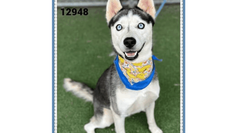 A black/white Siberian husky with a blue/yellow scarf, looking happy
