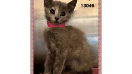 A muted tortoiseshell cat sitting inside a cage, with a pink tie on the neck