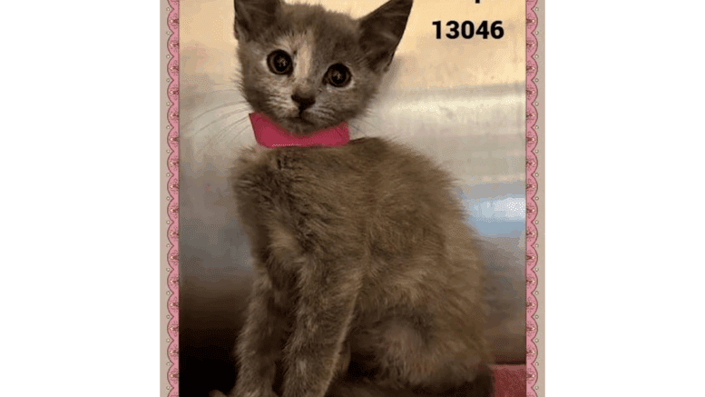 A muted tortoiseshell cat sitting inside a cage, with a pink tie on the neck