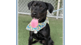 A black labrador retriever with tongue's out, sitting on a grass
