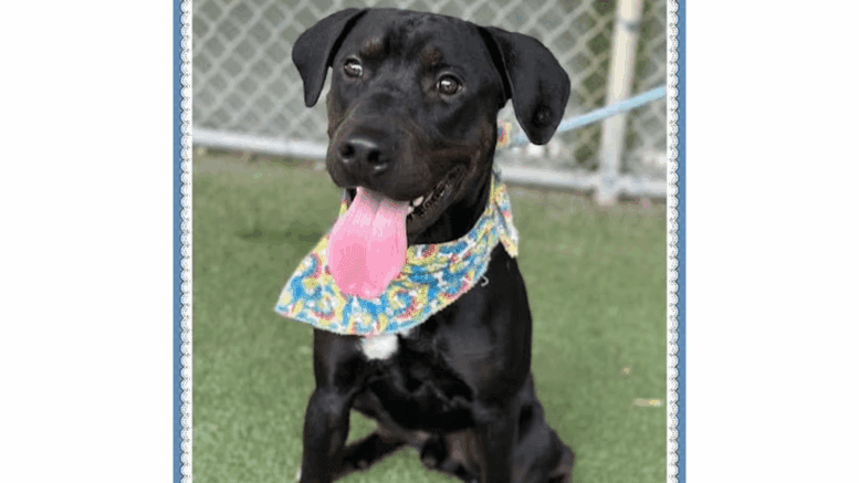 A black labrador retriever with tongue's out, sitting on a grass