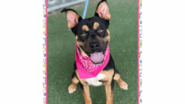 A black/brown Rottweiler with a pink scarf and tongue's out