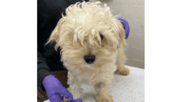 A cream poodle standing on a table with someone behind
