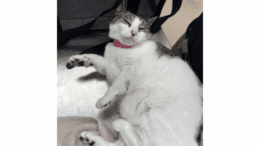 A tabby/white cat sleeping on a table