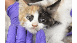 A calico/white kitten held by someone on its head