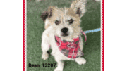 A brown/white Jack Russell terrier with a scarf, looking angry