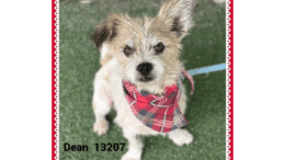 A brown/white Jack Russell terrier with a scarf, looking angry