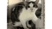 A tabby/white kitten sitting inside a cage, looking at the camera