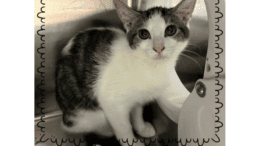 A tabby/white kitten sitting inside a cage, looking at the camera