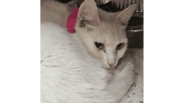 A white cat loafed inside a cage