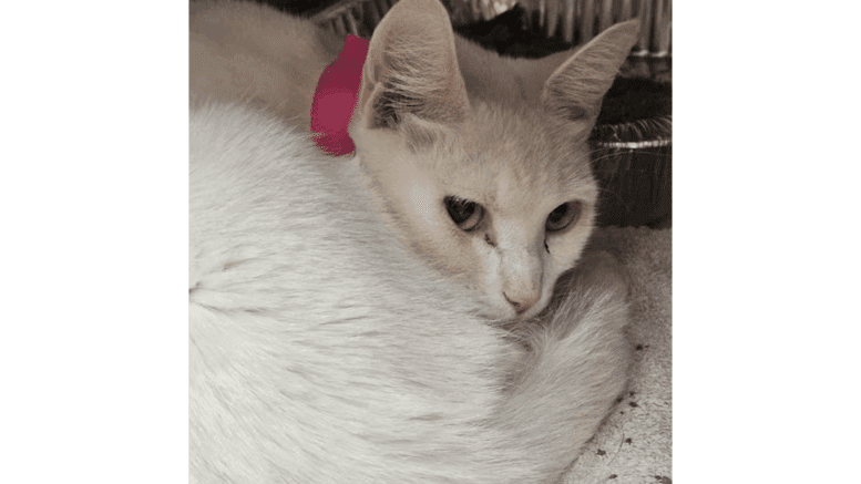 A white cat loafed inside a cage