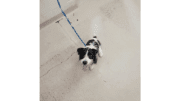 A black/white Jack Russel terrier looking happy with a blue leash